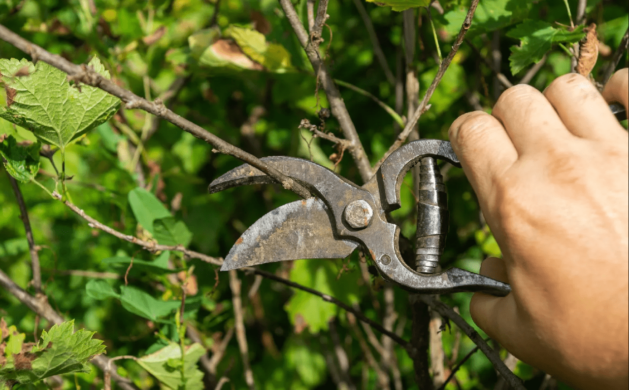 How Winter Pruning Helps Prevent Plant Diseases